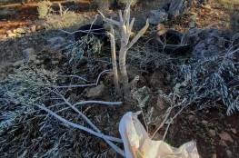 مستوطنون يقتلعون ويحطمون 90 شجرة زيتون في بديا وياسوف بسلفيت