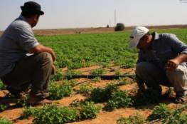 الزراعة بغزة: مليون دولار أضرار المنخفض الجوي الأخير بشمال القطاع