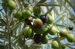 زراعة غزة:  نسبة إنتاج الزيتون لعام 2021 تغطي 35% من احتياج القطاع