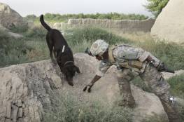 لم يبادلوها الوفاء.. الجنود الأمريكيون يتخلون عن كلابهم التي خدمتهم في أفغانستان