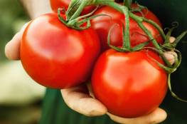 الزراعة بغزة: أسعار الطماطم انخفضت ونعمل على استقرار أسعار سلع أخرى