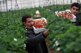 زراعة غزة تتحدث عن أثر المنخفض الجوي الأخير على المحاصيل الزراعية