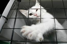 هروب قطة من سجن شديد الحراسة لحيازتها المخدرات