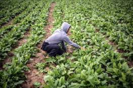 زراعة غزة تنشر إرشادات للمزارعين لتجنّب أضرار المنحفضات الجوية