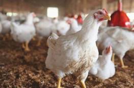 غزة.. قرار بوقف توريد الدجاج اللاحم إلى المذابح المركزية