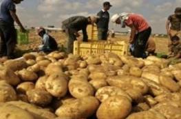 زراعة غزة تصدر بيانًا هامًا بشان استيراد البطاطا