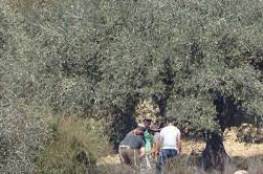 "المنظمات الأهلية" تُحذر من خطورة اعتداء الاحتلال بحق المزارعين