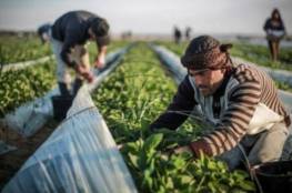 الزراعة بغزة تكشف تفاصيل جديدة حول قرار الوقف المؤقت للتصدير