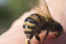 فوائد قرصة النحل للصحة في علاج الأمراض الخطيرة