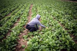 غزة: تعليمات هامة للمزارعين لتفادي موجة الحر