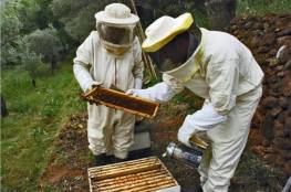 المغرب.. الكشف عن آخر تطورات ظاهرة اختفاء النحل وأسبابها