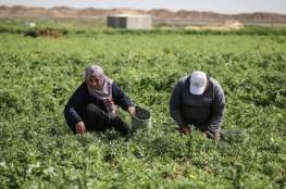 زراعة غزة: 16 مليون دولار خسائر القطاع الزراعي بسبب إغلاق المعابر