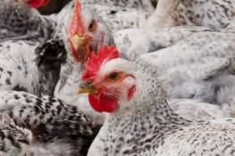 غزة: التحفظ على مزرعتين للدجاج اللاحم