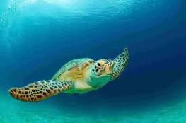 اكتشاف عشرات الالاف من السلاحف البحرية الخضراء في استراليا