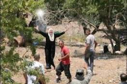 مستوطنون يسرقون 420 شجرة زيتون من قرى قريوت وعورتا