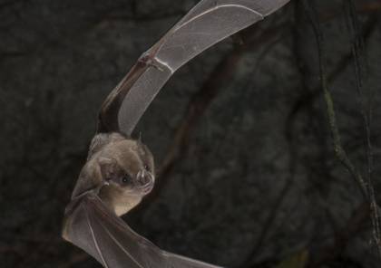 4300 عام من براز الخفافيش من أعماق كهف جامايكي يكشف عن ماضي كوكب الأرض!