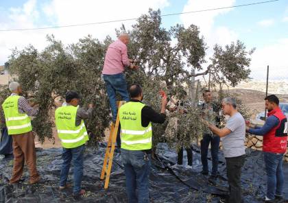 محافظة القدس تنظم يوما تعاونيا في بلدة عناتا لقطف ثمار الزيتون