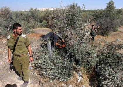 مستوطنون يقطعون أشجار زيتون غرب رام الله