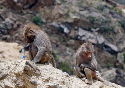 فيديو.. قطعان من القردة تثير قلق سكان منطقة في السعودية