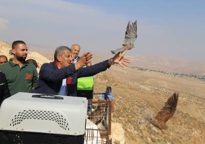 "جودة البيئة" تطلق مجموعة من غزلان الجبل الفلسطيني والطيور البرية إلى الطبيعة