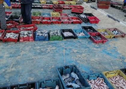 غزة: 65 طناً من الأسماك تم اصطيادها بعد المنخفض الأخير