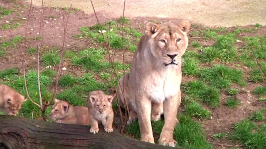 لبؤة مع اشبالها