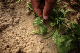 زراعة غزة تتلف مزروعات مصابة جراء رش الاحتلال مبيدات ضارة