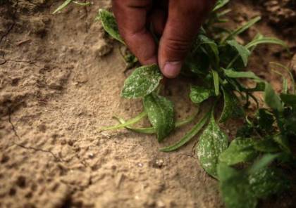زراعة غزة تتلف مزروعات مصابة جراء رش الاحتلال مبيدات ضارة