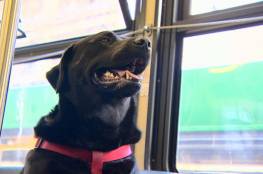فيديو| كلبة تركب الحافلة وحدها مرتين يوميا..!!