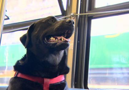 فيديو| كلبة تركب الحافلة وحدها مرتين يوميا..!!