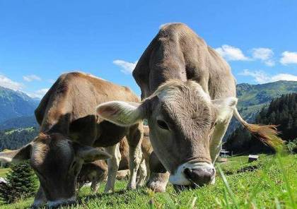 تطبيق "تعارف رومانسي" يساعد الأبقار في العثور على شريك مناسب
