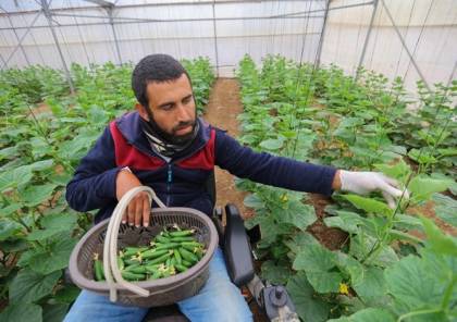 بشلل نصفي..فلسطيني يتحدى رصاص الاحتلال بالزراعة (صور)