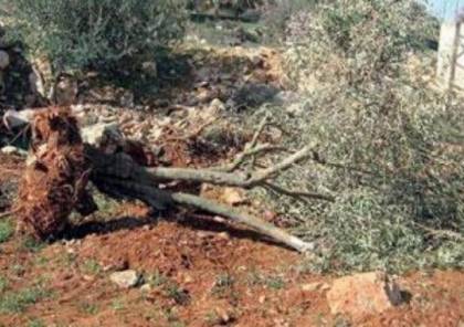 مستوطنون يقتلعون أشجار زيتون في مسافر يطا ويسرقونها