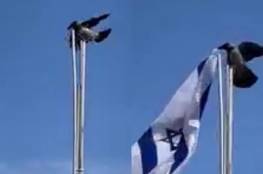 تفاعل كبير مع فيديو غراب يلقي العلم "الإسرائيلي" أرضا