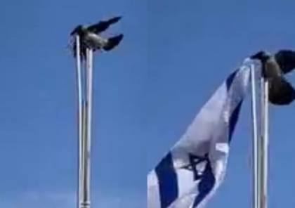 تفاعل كبير مع فيديو غراب يلقي العلم "الإسرائيلي" أرضا