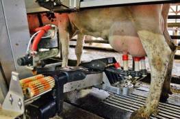 الروبوت يحلب ويدلك الأبقار في المزارع الألمانية