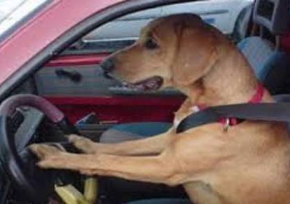 تحت تأثير المخدرات...علم كلبه قيادة السيارة