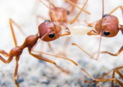 النمل يكشف السرطان بكفاءة!