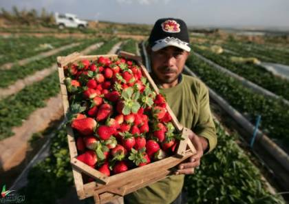 زراعة غزة تضع محددات لتوازن السوق المحلي