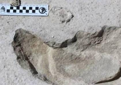 العثور على حفريات لقوارض عمرها 34 مليون سنة بالصين