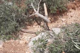 مستوطنون يحطمون أشجار زيتون شرق الخليل