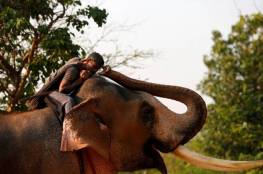 صور| تايلاند.. فيل بري يتعرف على بيطري عالجه قبل 12 عاما