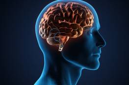 كيف تؤثر المعدة والأمعاء على الدماغ؟