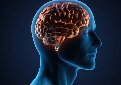 كيف تؤثر المعدة والأمعاء على الدماغ؟