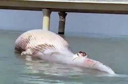 انتشال حوت نافق بحجم شاحنة من البحر في الكويت (فيديو)