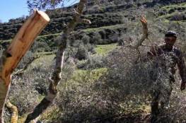 مستوطنو “ايتسهار” يقطعون عشرات أشجار الزيتون في بورين