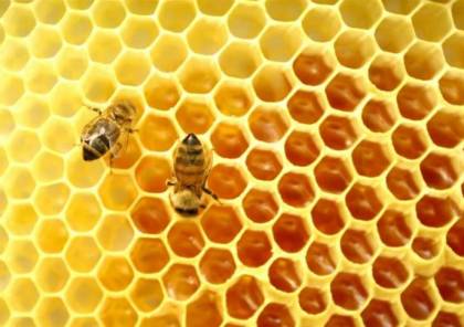 "رسائل صوتية"... علماء يفكون الألغاز العجيبة حول ملكات النحل
