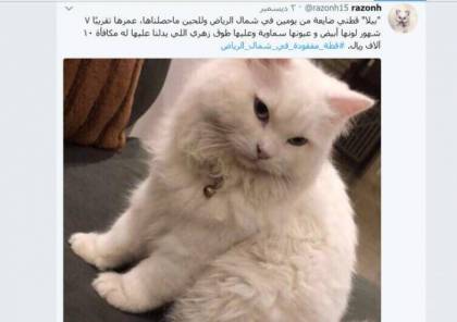 مبلغ ضخم لمن يعثر على قطة ضاعت في الرياض!