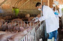 تفشي حمى الخنازير الأفريقية في كوريا الشمالية
