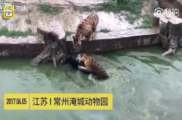 فيديو صادم: رجال غاضبون في حديقة حيوانات يطعمون حمارا حيا للنمور